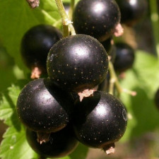 Смородина чёрная Аметист