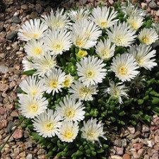 Делосперма Алмазник, Білий самородок\Delosperma White nugget"