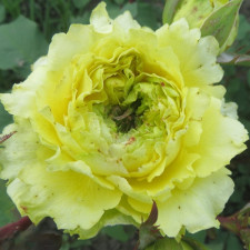 Роза чайно-гибридная Кантри Спирит Папилон