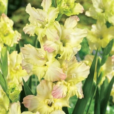 Гладиолус гофрированный Cera Fearless