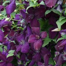 Клематис Dark Eyes