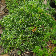 Камнеломка Серебристая Мини Saxifraga paniculata Мini