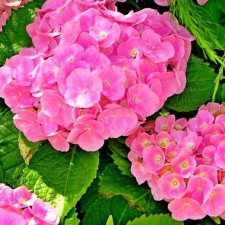 Гортензия крупнолистная Форевер энд Эвер Пинк,  Forever and Ever Pink