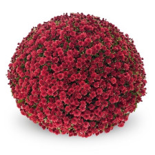 Хризантема мультифлора Jaculina Red (Джакулина Ред)