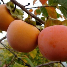 Хурма Джон Рик, ранняя