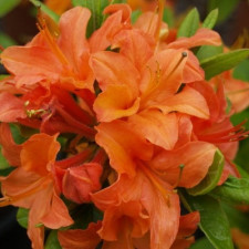 Азалия японская Мандарин Лайтс, Mandarin Lights