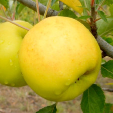 Яблоня Луна
