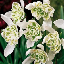 Подснежник махровый Nivalis Flore Pleno