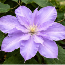 Клематис Yvette Houry