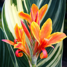 Канна пестролистная Stuttgart