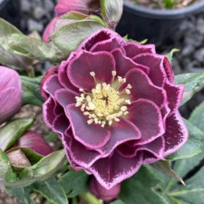 Морозник східний Double Aubergine White Edge