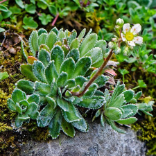 Камнеломка метельчатая Серебристоокаймленная Saxifraga paniculata Argen