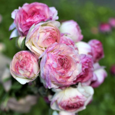 Лютик садовый Aviv Picotee Roze