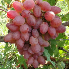Виноград кишмиш Юпитер (Реа)