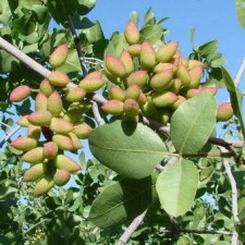Фисташка Альбина