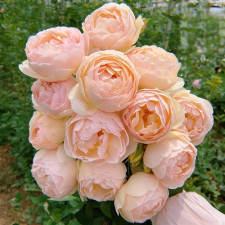 Роза английская Джуд зе Обскур