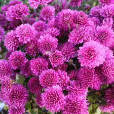 Хризантема мультифлора Brandhill Purple (37)