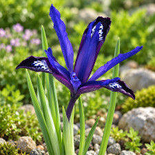 Ирис сетчатый Blue Note