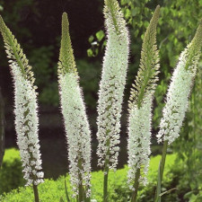 Эремурус гибридный Himalaicus