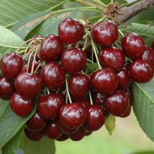 Черешня карликовая Стелла Компакт