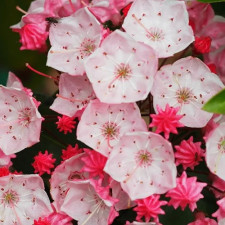 Kальмия широколистная Оливия (Olivia)