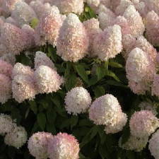 Гортензия метельчатая Меджикал Свит Саммер, Magical Sweet Summer