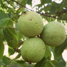 Грецкий орех Клишковский