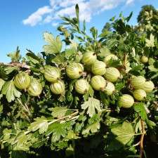 Крыжовник Снежана