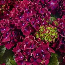  Гортензія широколиста Роял Ред Пурпл, Royal Red Purple