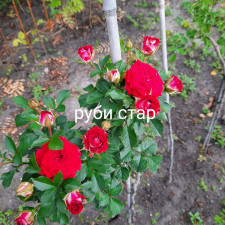 Роза штамбовая Руби Стар и Кордула