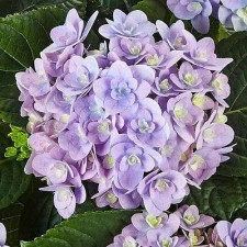  Гортензія широколиста Флорентіна Блю, Florentina Blue
