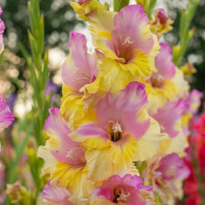 Гладіолус Mon Amour