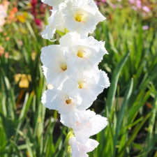 Гладиолус White Prosperity