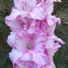 Гладиолус Венгерская сирень