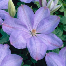 Клематис Mrs Cholmondeley