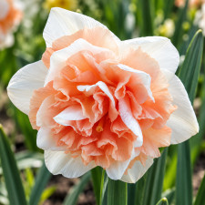Нарцисс махровый Flower Surprise