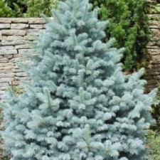 Ялина блакитна "Блю Даймонд"/Picea pungens "Blue Diamond"