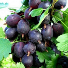 Крыжовник Черная капля