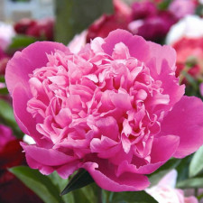 Пион травянистый Edulis Superba