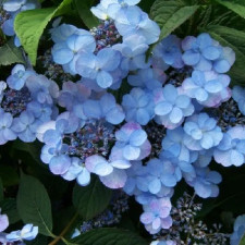 Гортензия пильчатая Саммер Гло, Summer Glow