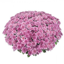 Хризантема мультифлора Homerun Pink (Хомерун Пинк)