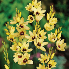 Иксия Marquette