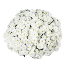 Хризантема мультифлора Calm White (Калм Вайт)