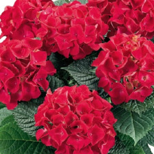 Гортензия крупнолистная Хот Ред, Hot Red
