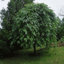 Ясень обыкновенный Пендула\Fraxinus excelsior Pendula