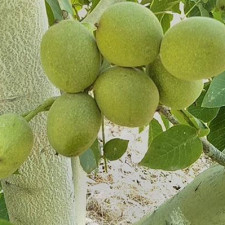 Грецкий орех Каларашский 