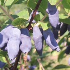 Жимолость їстівна Югана, рання