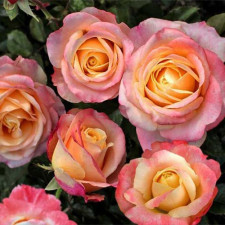 Роза чайно-гибридная Фиджи