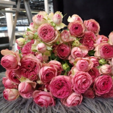 Роза бордюрная Джоли Трендсеттер