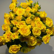 Роза спрей Еллоу Эвелин